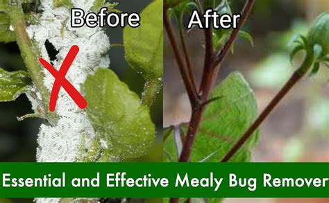 Rimi Garden® No Mealybug spray for removing mealybugs from the plant ...