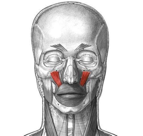 Levator labii superioris Diagram | Quizlet