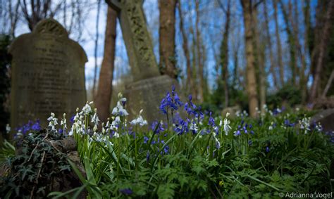 Highgate Cemetery on Behance