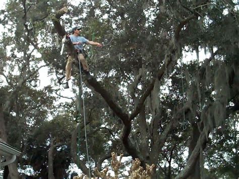 Pruning Examples | Complete Tree Care Mt Pleasant SC