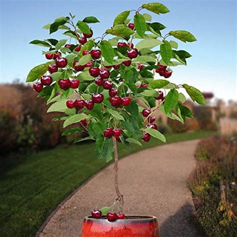 Best Dwarf Fruit Trees For Zone 9b 2