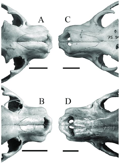 Dorsal view of anterior part of skull of A, tiger (Panthera tigris BM... | Download Scientific ...