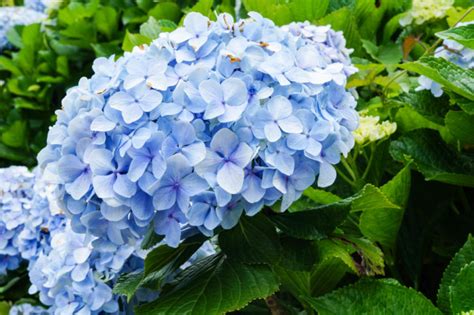 5 Must-Grow Dwarf Hydrangea Cultivars For A Narrow Border Or Garden Bed | Horticulture Magazine