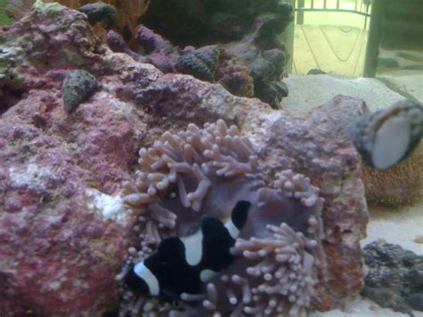 Heteractis Magnifica - Invertebrate Forum - Nano-Reef Community