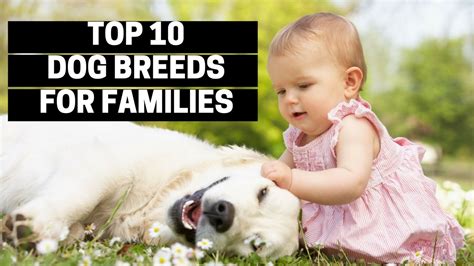 TOP 10 DOGS FOR FAMILIES - Best Puppy Breed For Children - YouTube