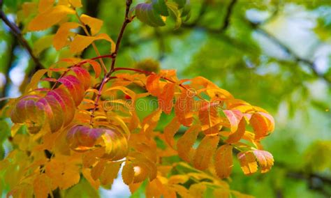 Autumn Landscape Photography, Mountain Ash in Full Beauty, Illum Stock Image - Image of plants ...