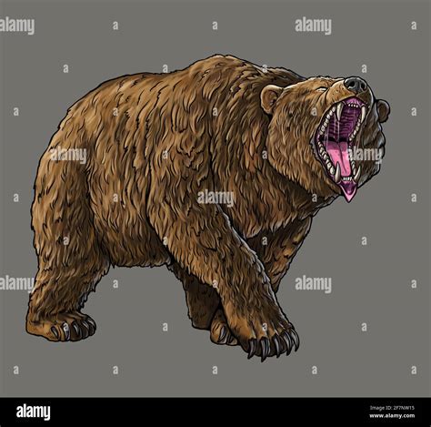 Grizzly bear, Cave bear illustration. Bear attack drawing Stock Photo - Alamy