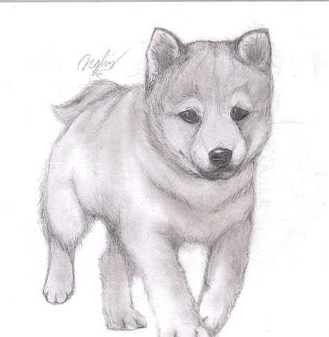 Pencil Drawings Of Dogs And Puppies Images & Pictures - Becuo