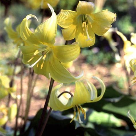 Erythronium revolutum - Alchetron, The Free Social Encyclopedia