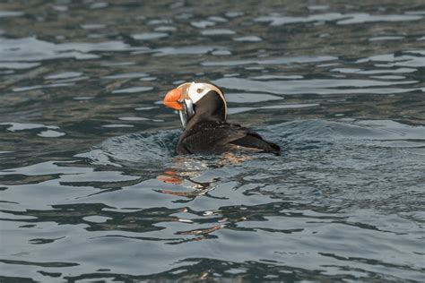 Tufted Puffin Facts - CRITTERFACTS