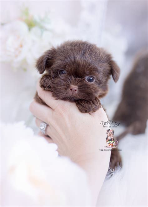 Chocolate Imperial Shih Tzu | Teacup Puppies & Boutique