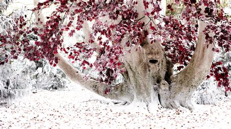 Weirwood Tree - Game of Thrones by GOTstockimages on DeviantArt