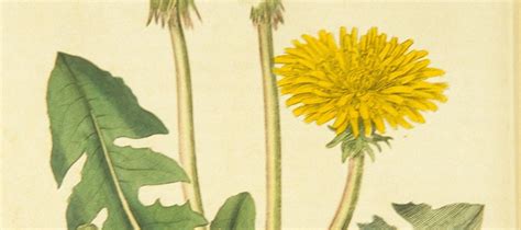 The Dandelion – Circulating Now from the NLM Historical Collections