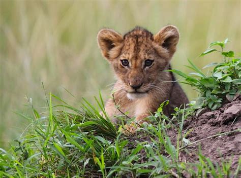 First Lion Cubs Spotted in Akagera - Gorilla Highlands - Tailor-Made Tours in Rwanda, Uganda and ...