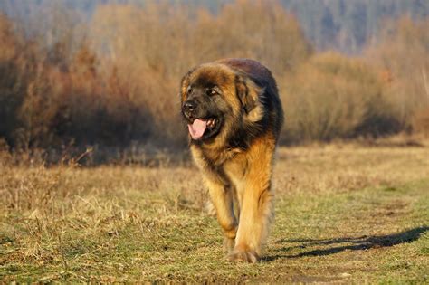 Leonberger Puppies: The Ultimate Guide for New Owners