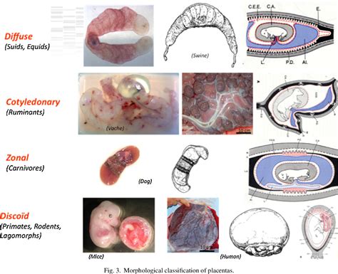 Figure 3 from Fetal Placenta Unit Placentation in different mammalian ...