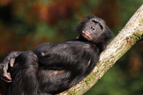 Bonobo Facts | Pygmy Chimpanzee | Chimps | Endangered Animals