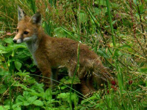 Peter Lovett's ramblings : Fox eating strawberries this evening