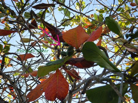 Prickly and Bitter: The shedding tropical almond tree