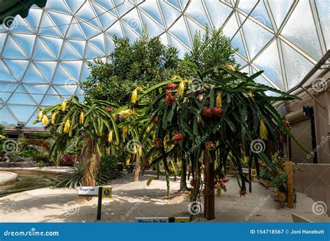 Dragon Fruit Plant at the Living with the Land Boat Ride at EPCOT ...