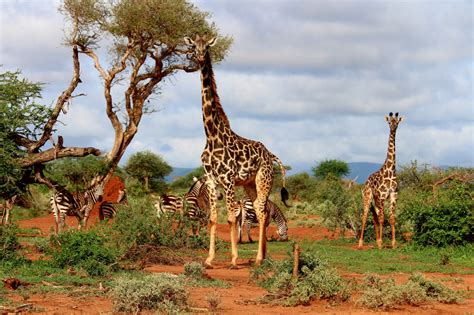 Free Images : giraffe, giraffidae, terrestrial animal, wildlife, nature ...