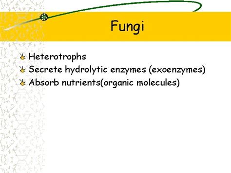 Fungi Chapter 31 Fungi Fungi Fungi Fungi More