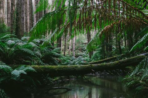 Great Otway National Park, Australia | Jelly Journeys