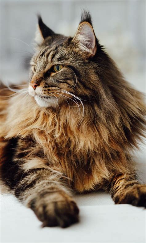 Domestic Jungle Cat Breeds - Pets Lovers