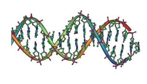 Nucleic Acid Facts | Sciencing