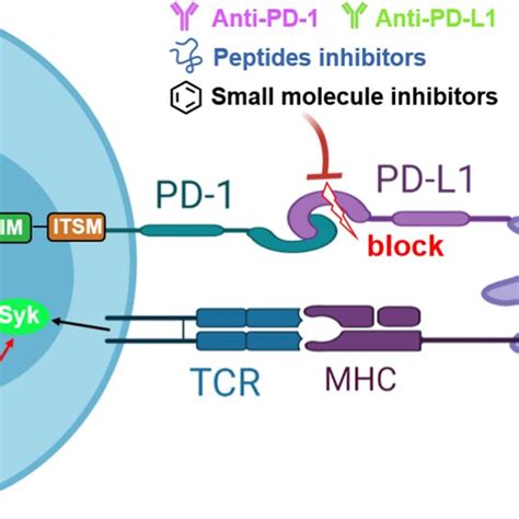 Interactions of Nivolumab with PD-1 (PDB ID: 5GGR). The PD-1 is shown... | Download Scientific ...