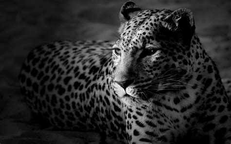 Free Black And White Photos, Download Free Black And White Photos png images, Free ClipArts on ...