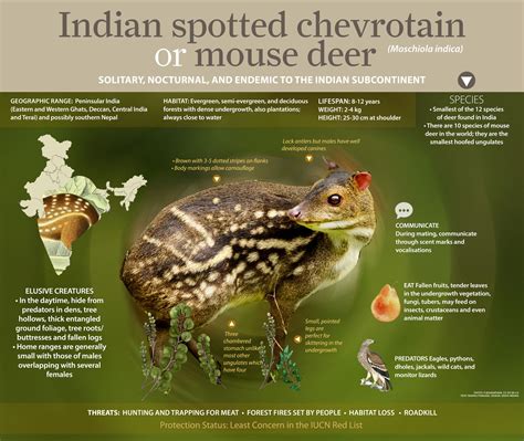 Indian Spotted Chevrotain: Facts, Diet, and Habitat of the Mouse Deer