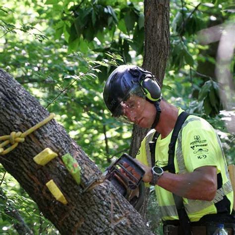 Technical Tree Cutting and Felling - North American Training Solutions