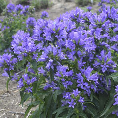 Campanula Church Bells Serbian Bellflower - Shop Sugar Creek Gardens