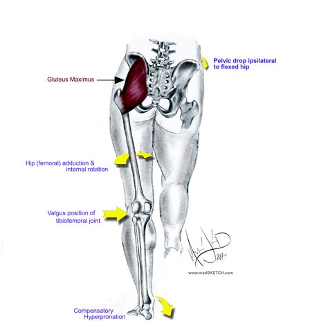 The Gluteal-Knee Connection: Part Two - Dr. William E. Morgan