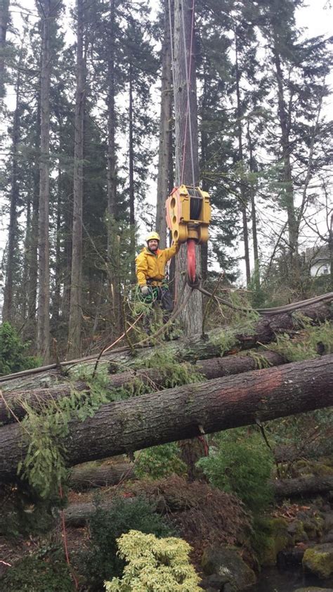 Storm Damage Tree Removal - Tree Topics