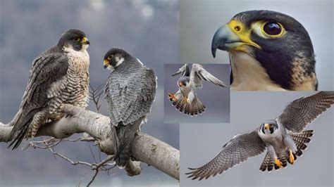 10 Facts about the Peregrine Falcon