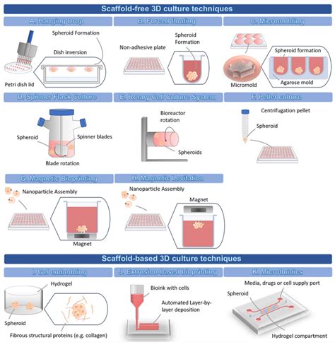 Schematic representation of the different 3D cell culture techniques. | Download Scientific Diagram