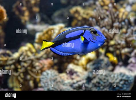 regal tang, paracanthurus hepatus, regal tangs Stock Photo - Alamy