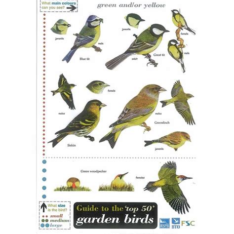 Ivel Valley Wild Bird Food | Field Guide Garden Birds - Ivel Valley ...