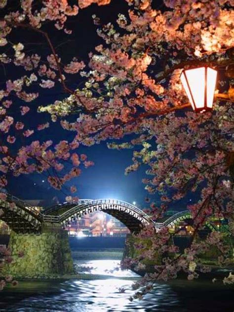 Travel Gallery: Cherry Blossom in Kintai Bridge, Iwakuni Japan | Japan ...