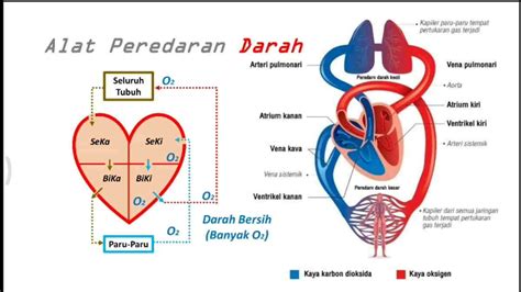 Sistem Sirkulasi Darah pada Manusia, Berikut Ini Macam-macamnya!