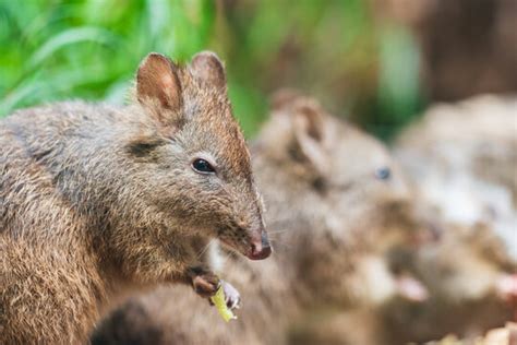 Potoroo Images – Browse 215 Stock Photos, Vectors, and Video | Adobe Stock