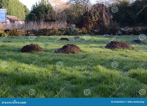 Large Molehills in an Uncut Lawn Stock Image - Image of destroy, hills: 83489053