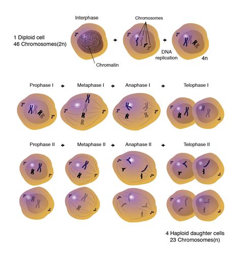 Meiosis Diagram With Numbers