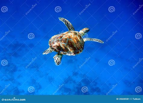 Swimming green sea turtle stock image. Image of marine - 20608581