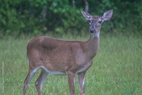 Female Deer Stock Photo | Adobe Stock