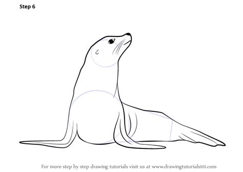 How To Draw A Seal Step By Step