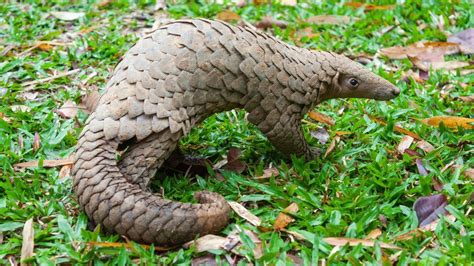 How undercover sting outwitted pangolin traffickers - BBC News