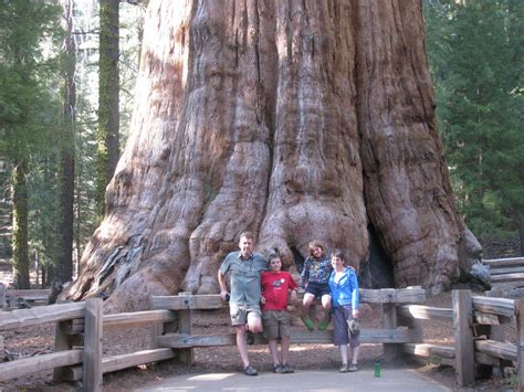 INTERESTING THINGS - Do You Know ??: WORLD's BIGGEST TREE